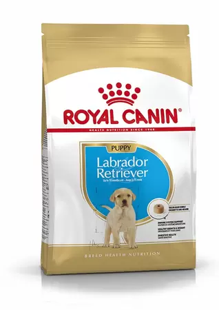 Labrador Retriever Puppy 3kg