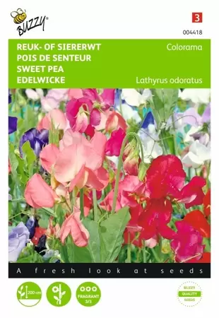 Lathyrus, Reuk- of siererwt Bijou Buzzy Seeds - afbeelding 1