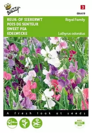 Lathyrus, Reuk- of siererwt Colorama Buzzy Seeds - afbeelding 1