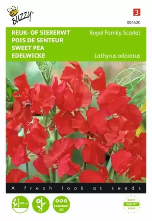 Lathyrus, Reuk- of siererwt Royal Family gemengd Buzzy Seeds - afbeelding 1