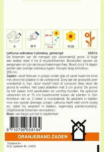 Lathyrus, Reuk- of siererwt Colorama gemengd Oranjeband - afbeelding 2