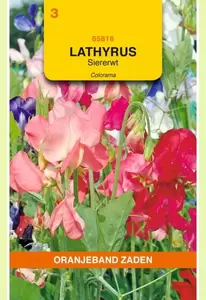 Lathyrus, Reuk- of siererwt Colorama gemengd Oranjeband - afbeelding 1
