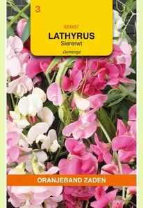 Lathyrus, Reuk- of Siererwt gemengd, overblijvend Oranjeband - afbeelding 1