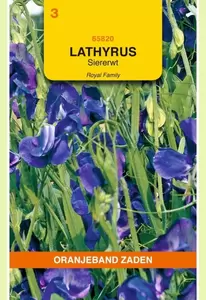 Lathyrus , Reuk- of siererwt Royal, blauw Oranjeband - afbeelding 1