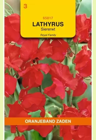 Lathyrus, Reuk- of siererwt Royal, rood Oranjeband - afbeelding 1