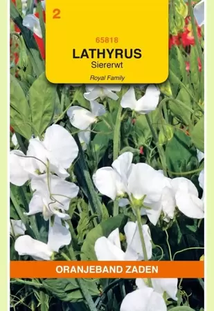 Lathyrus, Reuk- of siererwt Royal, wit Oranjeband - afbeelding 1