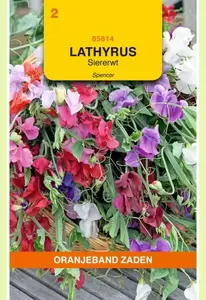 Lathyrus, Reuk- of siererwt Spencer gemengd Oranjeband - afbeelding 1