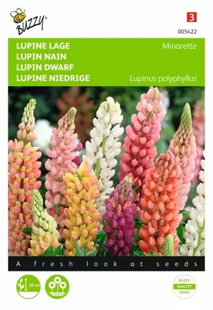 Lupinus, Lupine Russel’s Hybrids gemengd Buzzy Seeds - afbeelding 1