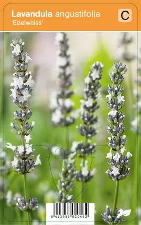 Lavandula ang. Edelweiss