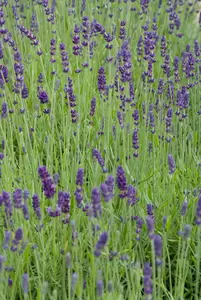 Lavandula ang. 'Hidcote'  6-pack - afbeelding 2