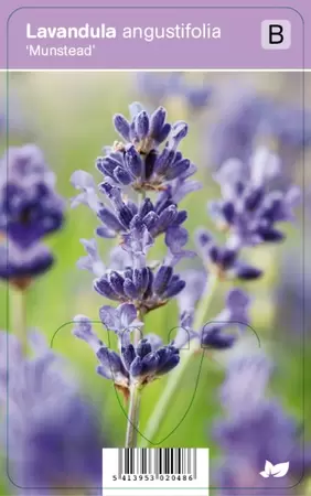 Lavandula angustifolia Munstead