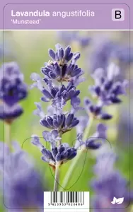 Lavandula angustifolia Munstead
