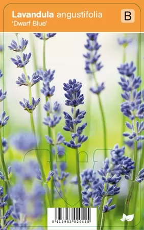 Lavandula angustifolia Dwarf Bl