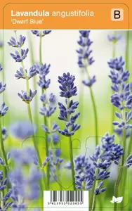 Lavandula angustifolia Dwarf Bl