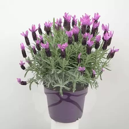 Lavandula Stoechas | Kuiflavendel