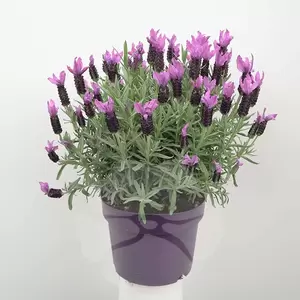 Lavandula Stoechas | Kuiflavendel