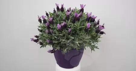 Lavandula Stoechas | Kuif Lavendel