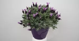 Lavandula Stoechas | Kuif Lavendel
