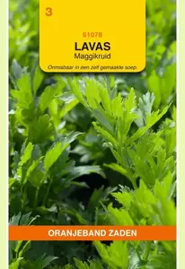 Lavas (maggiplant) Oranjeband - afbeelding 1
