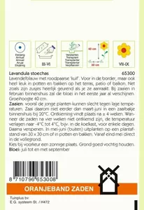 Lavendel, Vlinder- of Kuiflavendel Oranjeband - afbeelding 2