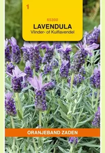 Lavendel, Vlinder- of Kuiflavendel Oranjeband - afbeelding 1