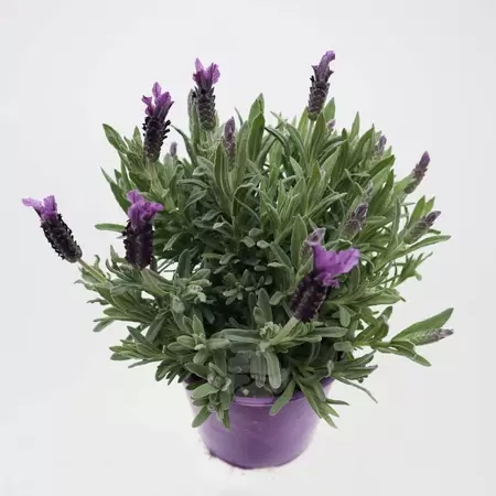 Lavandula Stoechas | Kuif Lavendel