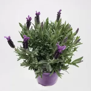 Lavandula Stoechas | Kuif Lavendel