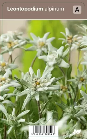 Leontopodium alpinum