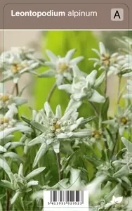 Leontopodium alpinum