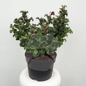 Leucothoe ax.‘Curly Red’  C2 | Druifheide