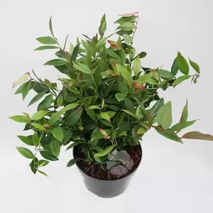 Leucothoe 'Little Flames' | Druifheide C2 Pot15cm