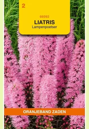 Liatris, Lampenpoetser, roze Oranjeband - afbeelding 1