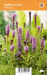 Liatris spicata Floristan