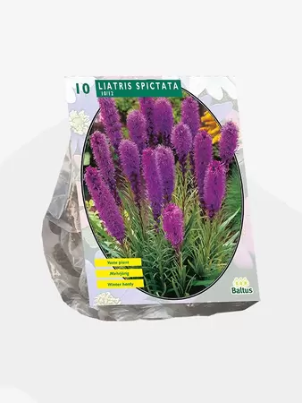 Liatris Spicata, Paars per 10