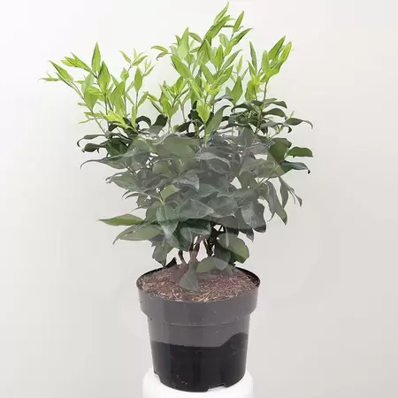 Ligustrum japonicum 'Texanum' C3 | Liguster