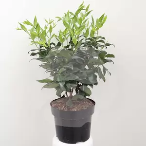 Ligustrum japonicum 'Texanum' C3 | Liguster