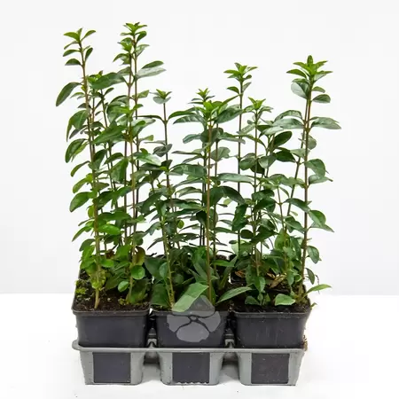 Ligustrum Ovalifolium Pot11cm
