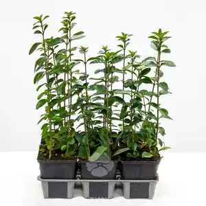 Ligustrum Ovalifolium Pot11cm