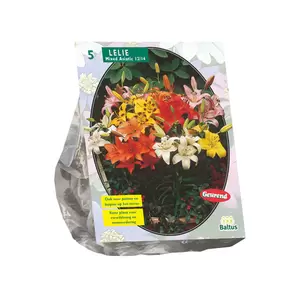 Lilium Mix per 5