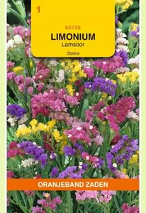 Limonium, Lamsoor Statice gemengd Oranjeband - afbeelding 1