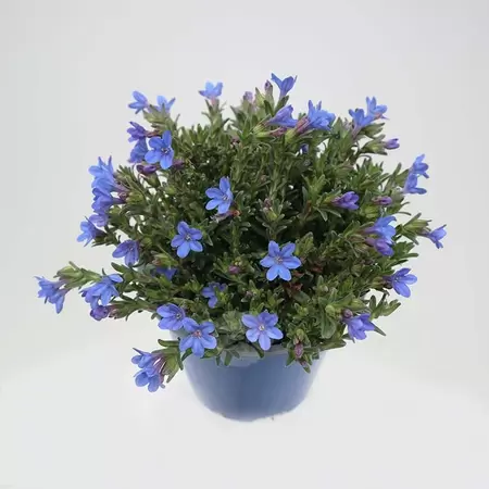 Lithodora Diffusa | Parelzaad