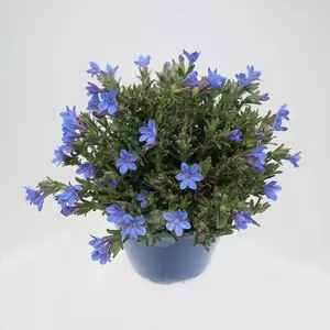 Lithodora Diffusa | Parelzaad