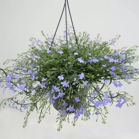 Lobelia