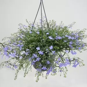 Lobelia