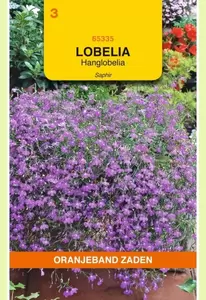 Lobelia Saphir, blauw Oranjeband - afbeelding 1