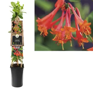Lonicera 'Dropmore Scarlet' | Kamperfoelie
