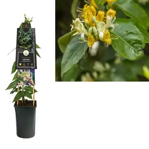 Lonicera h. 'Copper Beauty' PBR | Kamperfoelie Pot16cm