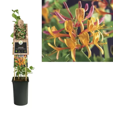 Lonicera heckrottii 'American Beauty' | Kamperfoelie