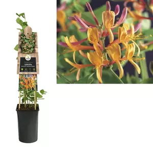 Lonicera heckrottii 'American Beauty' | Kamperfoelie