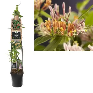 Lonicera henryi | Kamperfoelie Pot23cm